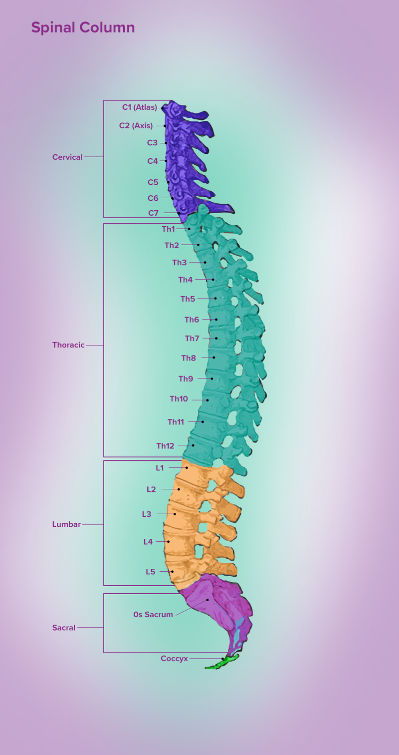 Lumbar Spine - Bio Lexicon